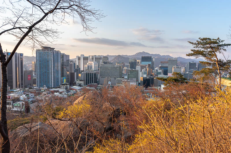 Korea-Seoul-View - The yellow flowers are particularly fetching during a golden sunset.