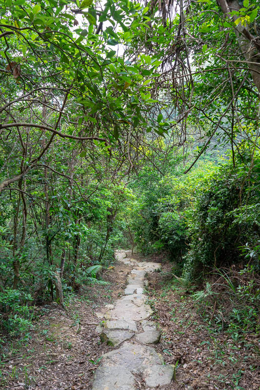 Hong Kong-Hiking-Sunset Peak - Part of the path up. Steep does not photograph.