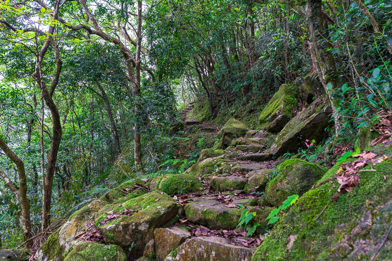 Hong Kong-Hiking-Sunset Peak - At times the path became very interesting and moss covered, but was never slippery.