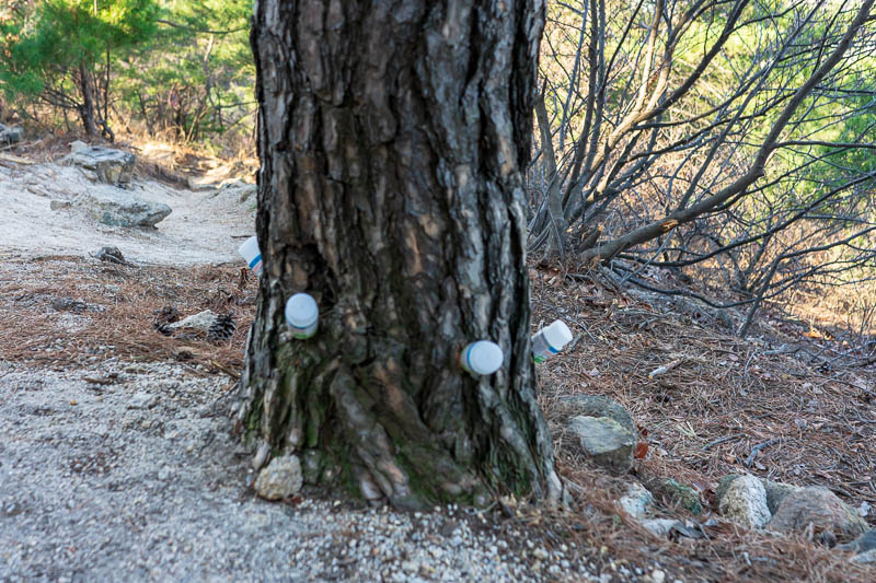 Korea-Seoul-Hiking-Inwangsan - Lots of trees around here have consumed the plastic bottles left by other hikers. Actually I dont really understand this at all, I assume its to water