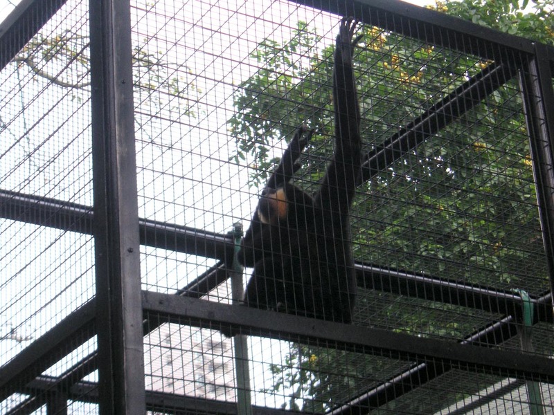 Hong Kong-Zoo-Park - This monkey was going crazy.
