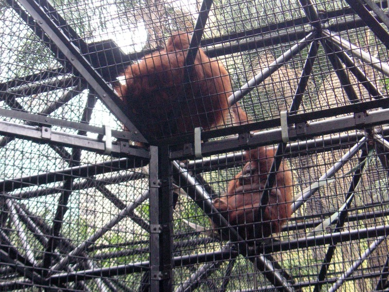 Hong Kong-Zoo-Park - orang-utans however you spell it.