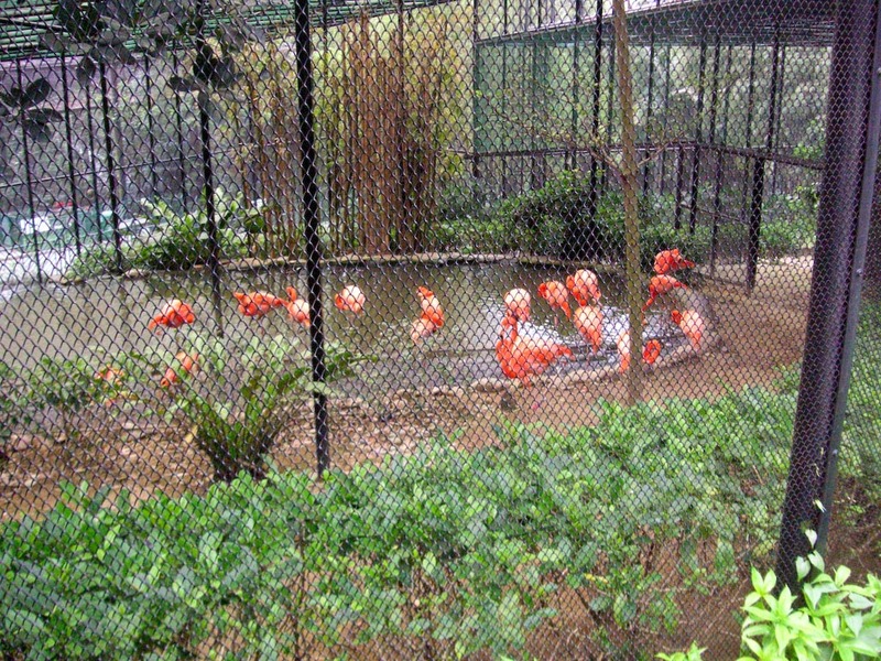 Hong Kong-Zoo-Park - Strange pink colored birds, most only had 1 leg.