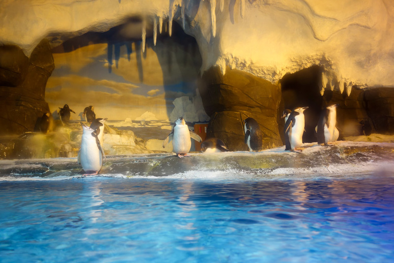 China-Chengdu-Polar Ocean World - Bonus photo of smaller penguins.