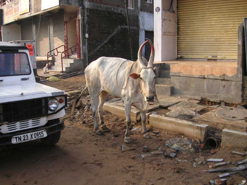 India-Chennai-Cow - The ox is laughing at the stupid Australian