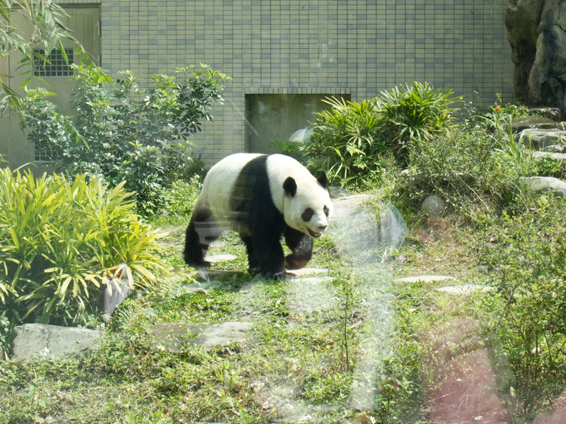 Taiwan-Taipei-Zoo-Hiking - Last panda photo I promise.