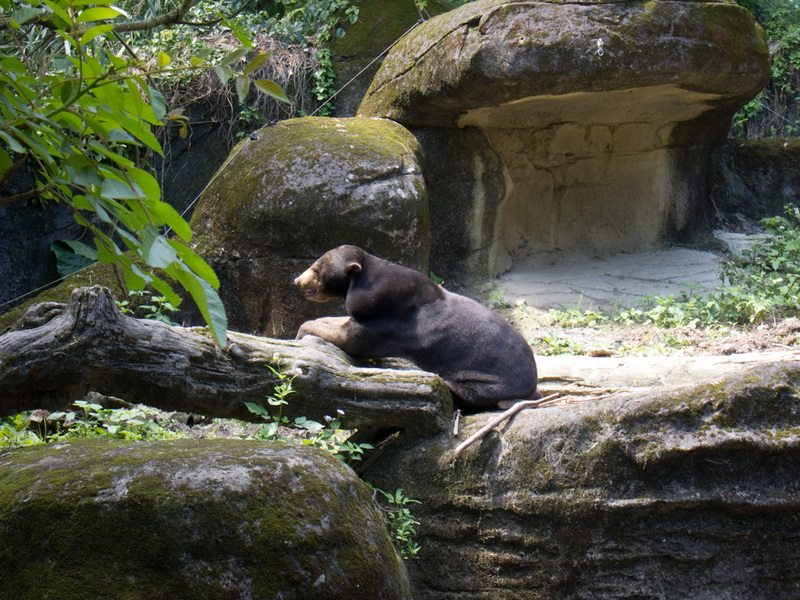 Taiwan-Taipei-Zoo-Hiking - This is a sun bear, its bile is very tasty, gives me all the virility I need.