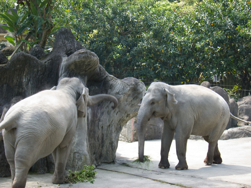 Taiwan-Taipei-Zoo-Hiking - These are Indian elephants, they were fighting over the cricket results.