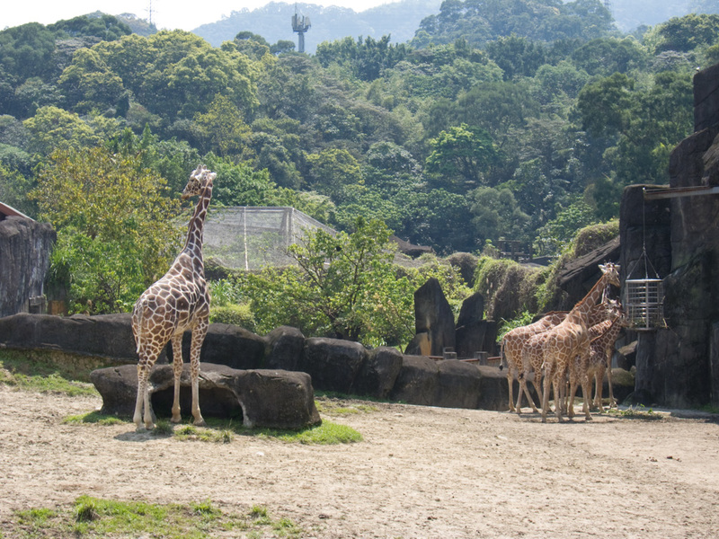 Taiwan-Taipei-Zoo-Hiking - Giraffes...