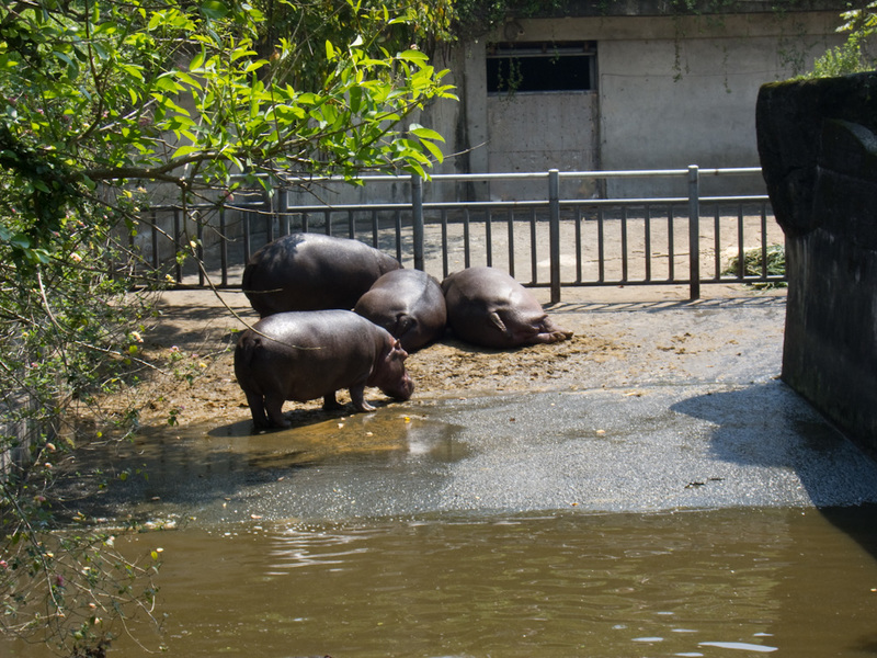 Taiwan-Taipei-Zoo-Hiking - More hippos