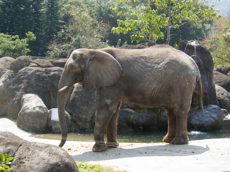 Taiwan / Hong Kong / Singapore - March/April 2011 - African Elephants, they are much bigger than the Indian elephants.