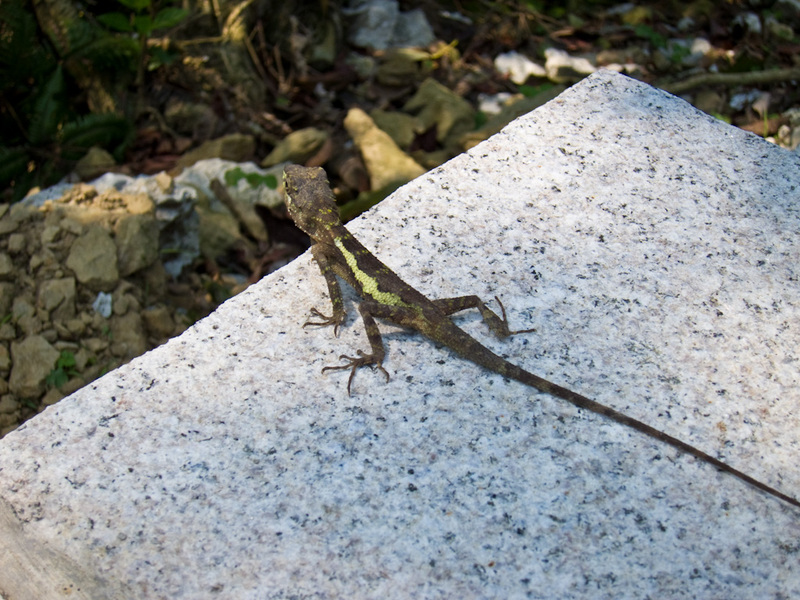 Taiwan-Taipei-Zoo-Hiking - My only friend in the world is this lizard.