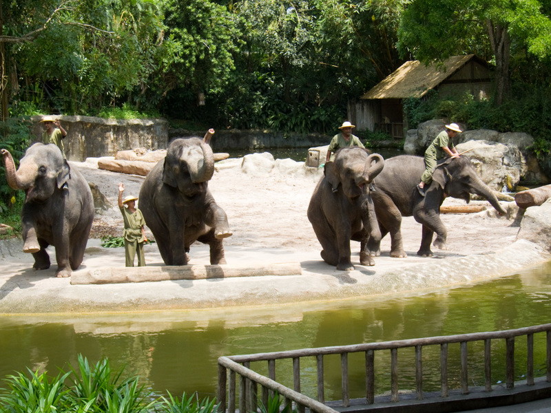 Singapore-Zoo - This is one of the live shows, it was like the wiggles in that one of the elephants pretends to be asleep for the whole show whilst everyone tries to 