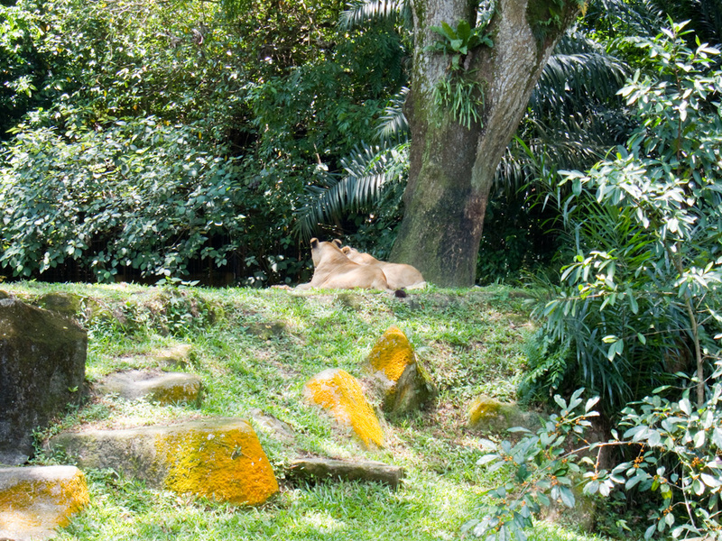 Singapore-Zoo - Lions at full zoom.