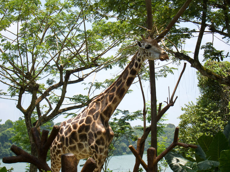 Singapore-Zoo - A giraffe, just one. Taipei had like 15 of them running around.