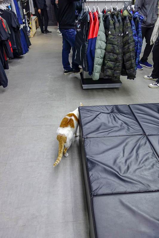 A full lap of Taiwan in March 2017 - Shop cat, in the Adidas store.
