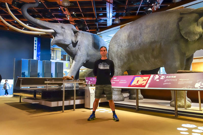 Taiwan-Taitung-Museum-Dumplings - I decided to hang out with the rare, Taiwanese giant elephant. Presumably they were delicious, because they became extinct really fast.