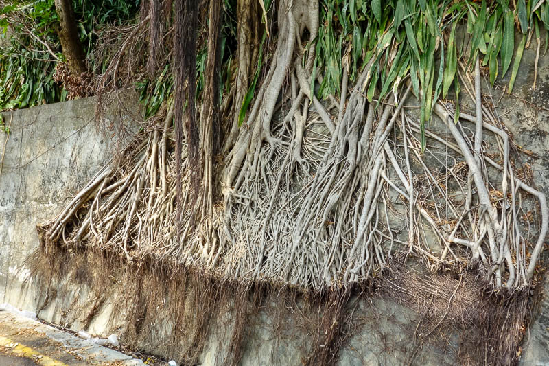 A full lap of Taiwan in March 2017 - I admired the determination of this trees roots.