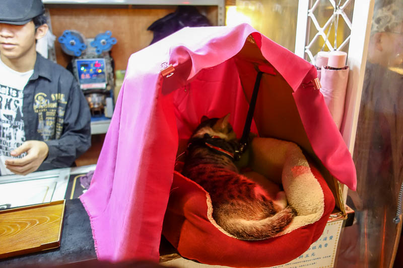 A full lap of Taiwan in March 2017 - Shop cat is now a night market cat. He gets his own small house. He seems to like people playing with him as they go past.
