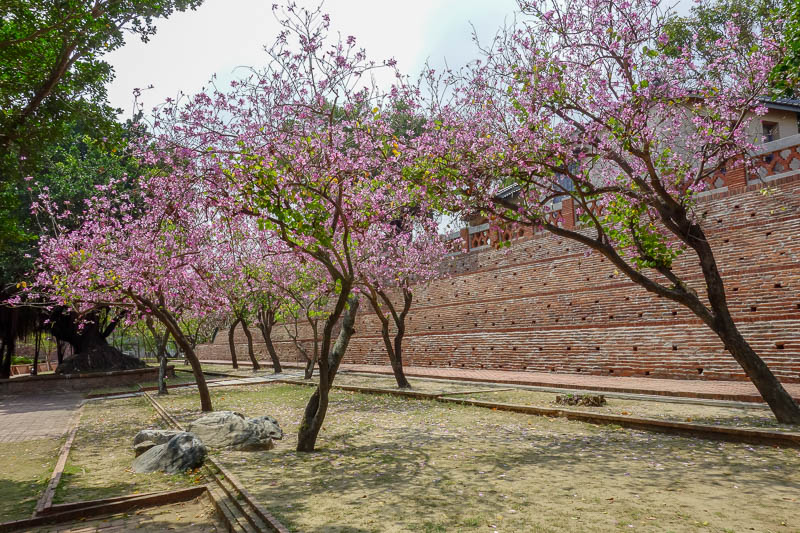 Taiwan-Tainan-Anping-Fort Zeelandia - It is blossom season. I dont focus enough on blossoms. They are different blossoms to Japan blossoms but blossoms none the less.