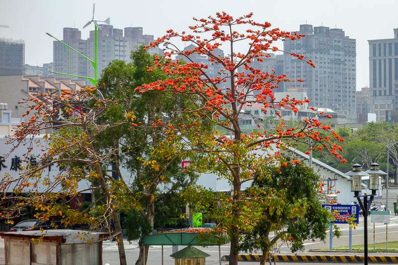 A full lap of Taiwan in March 2017 - I remember seeing these very bright orange trees on the bus to the buddha theme park the other day. I couldnt get a good photo out the bus window, so 