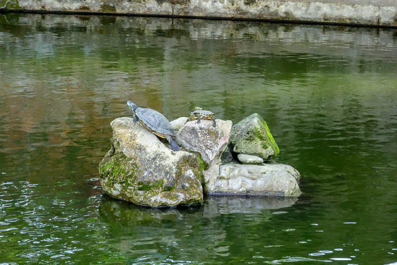 A full lap of Taiwan in March 2017 - Now I am at the Confucius temple, and I am being attacked by turtles. There are probably a hundred of them in this green turtle pond.