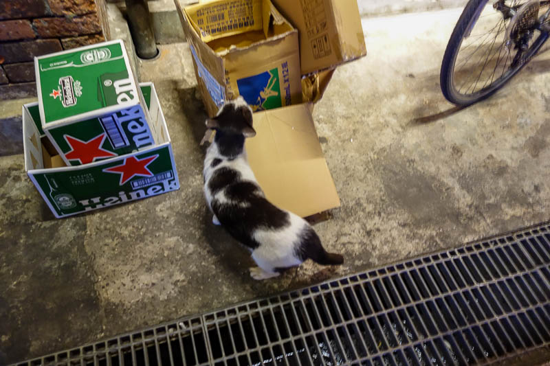Taiwan-Taipei-Ximending-Food-Ramen - They also have a cat.