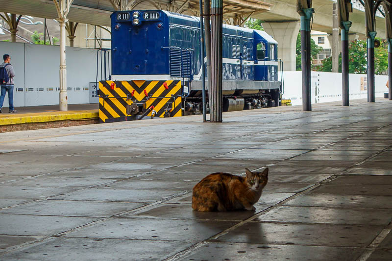 Taiwan-Taichung-Train - Station cat on duty.